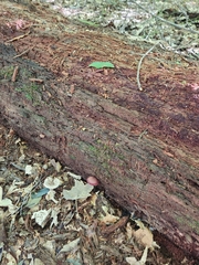 Callistosporium purpureomarginatum