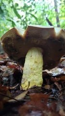 Lanmaoa pallidorosea