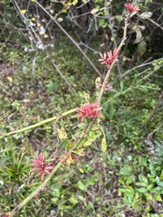 Rose rosette emaravirus