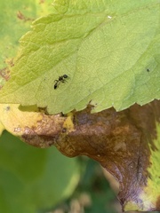 Pseudomyrmex ejectus