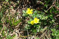 Ranunculus eschscholtzii