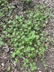 Geranium molle