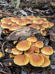 Hypholoma