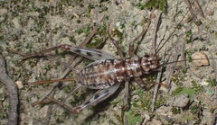 Gryllomorpha dalmatina
