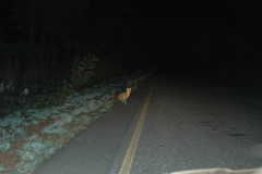 Leptailurus serval