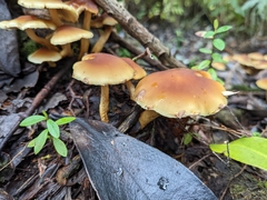 Hypholoma