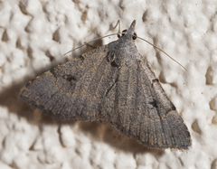 Nychioptera noctuidalis