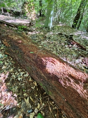 Callistosporium purpureomarginatum