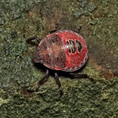 Dendrocoris humeralis