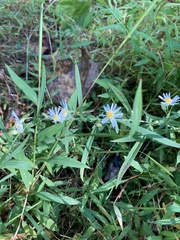 Boltonia asteroides