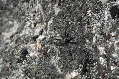 Aculepeira carbonarioides