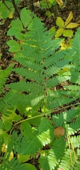 Pteridium aquilinum latiusculum