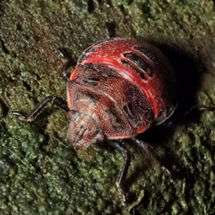 Dendrocoris humeralis