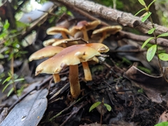 Hypholoma