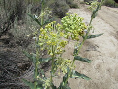 Asclepias erosa