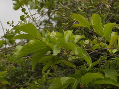 Homalium cochinchinense