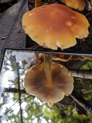 Hypholoma
