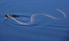 Nerodia floridana