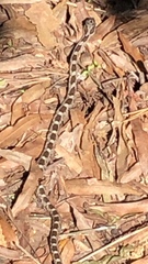 Pantherophis guttatus