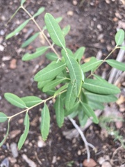 Juglans major