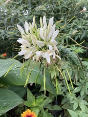 Cleome