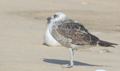 Larus dominicanus vetula
