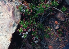 Mesembryanthemum longistylum