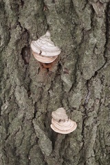 Fomes fomentarius