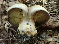 Cortinarius atkinsonianus