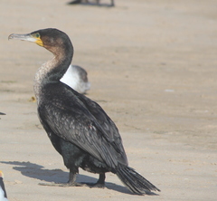 Phalacrocorax capensis