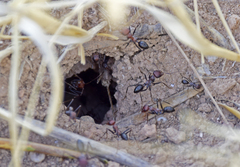 Cataglyphis nodus