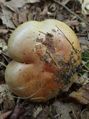Cortinarius atkinsonianus