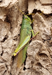 Schistocerca shoshone