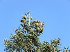 Abies procera