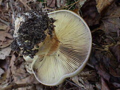 Cortinarius atkinsonianus