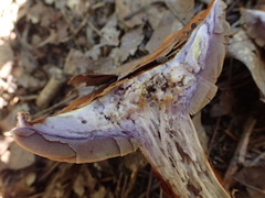 Cortinarius atkinsonianus