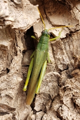 Schistocerca shoshone