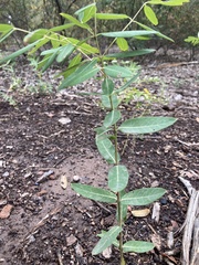 Juglans major