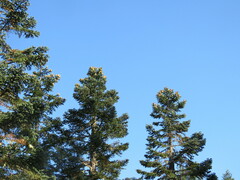 Abies procera