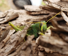 Schistocerca shoshone