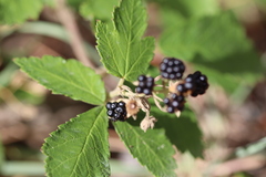 Rubus creticus