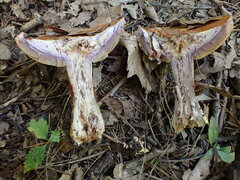 Cortinarius atkinsonianus