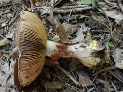 Cortinarius atkinsonianus
