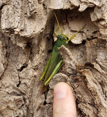 Schistocerca shoshone