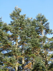 Abies procera