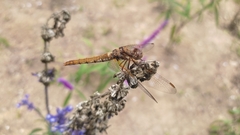 Sympetrum illotum