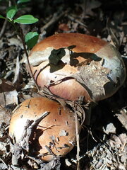 Cortinarius atkinsonianus