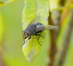 Calliphorinae