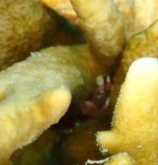 Decapoda