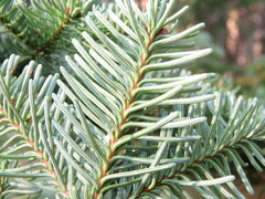 Abies procera